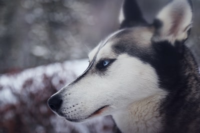 黑白狼特写摄影